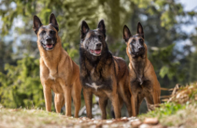 The Ultimate Guide to Exercise and Nutrition for Belgian Shepherds