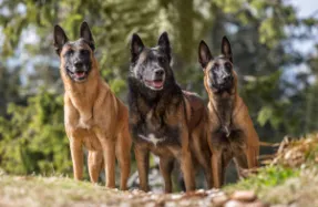 The Ultimate Guide to Exercise and Nutrition for Belgian Shepherds