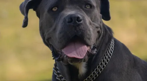 Cane Corso Dog Breed Information and Health