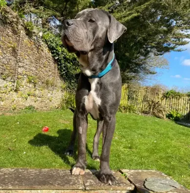 How Much Exercise Does Your Cane Corso Need