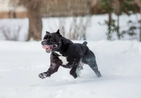 Cane Corso Health Issues to Watch For