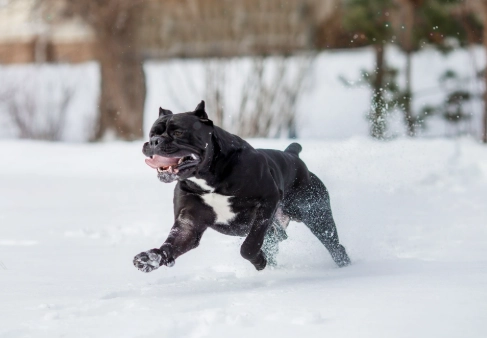 Cane Corso Health Issues to Watch For