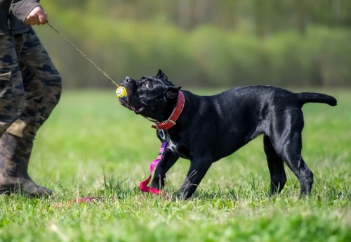 Raising a Cane Corso Puppy Essential Exercise and Training Tips