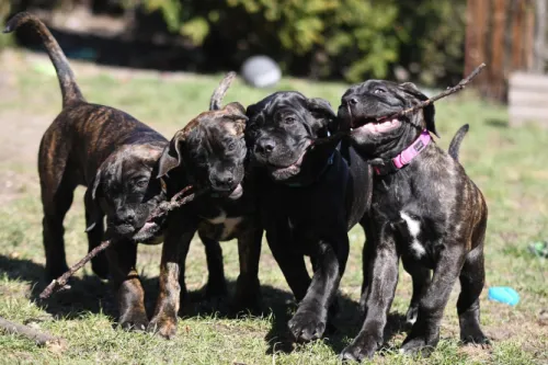 13 Adventure Workouts Your Cane Corso Will Absolutely Adore