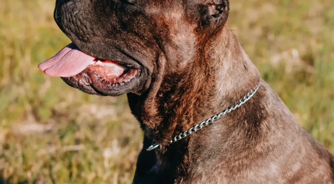 Cane Corso Health and Life Expectancy