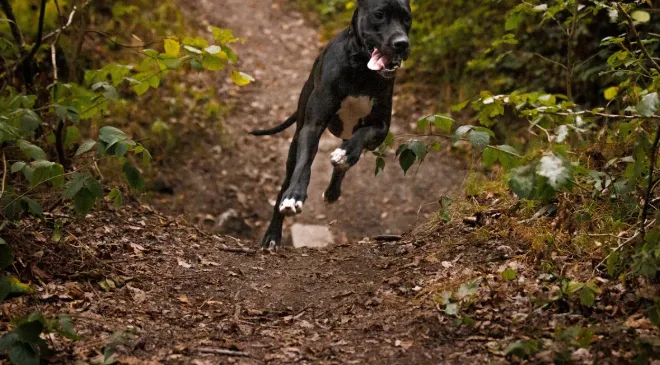 Cane Corso Lifespan, Nutrition, and Care Guide