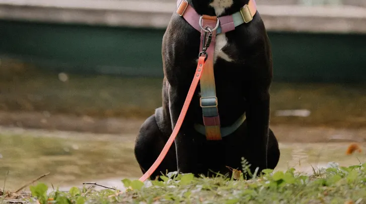 Cane Corsos: The Good, The Bad, The Ugly 