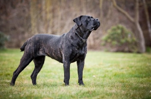 Exercise and Nutrition Guide for Cane Corso Dogs