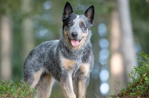 4 Reasons Australian Cattle Dogs Excel as Family Pets