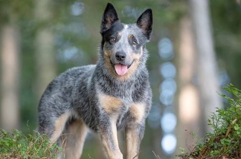 4 Reasons Australian Cattle Dogs Excel as Family Pets