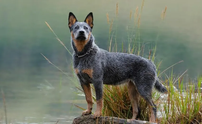 Australian Cattle Dog Breed Health and Care