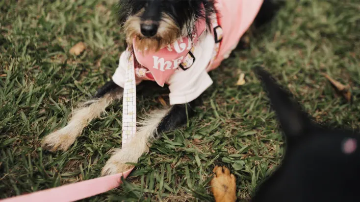 11 Important Health Considerations for Your Schnauzer