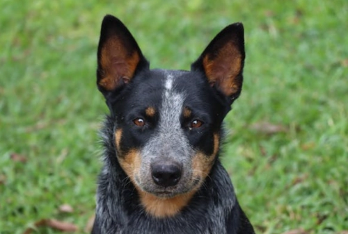 Australian Cattle Dog Care Guide: A Scientific Approach to Exercise and Nutrition for High-Endurance Working Dogs