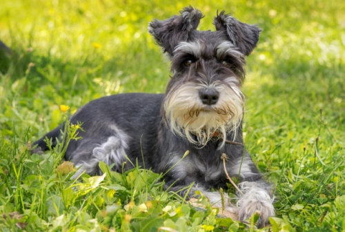 Why Regular Exercise is Key for Schnauzers