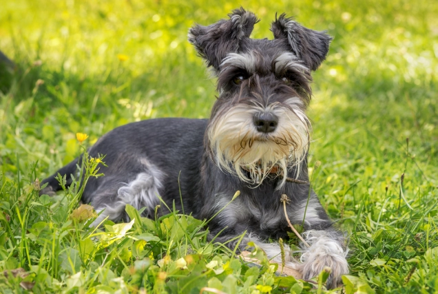 Choosing the Right Dog Food for Your Schnauzer's Health