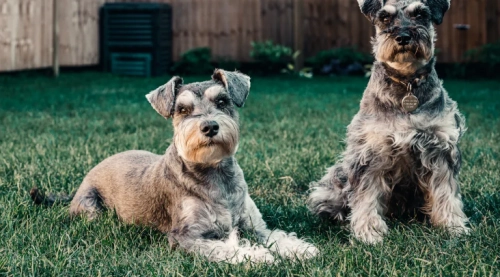 What To Expect When Caring For a Giant Schnauzer