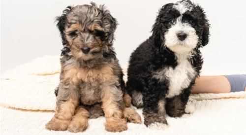 Essential Tips for Training Your Giant Schnauzer