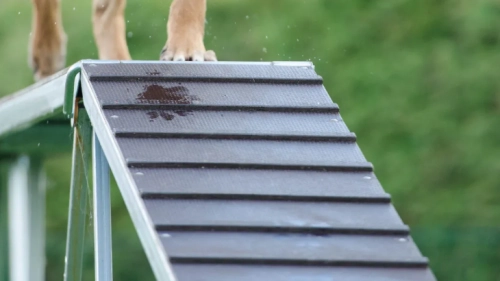 Dog treadmill health, training, and behavior benefits