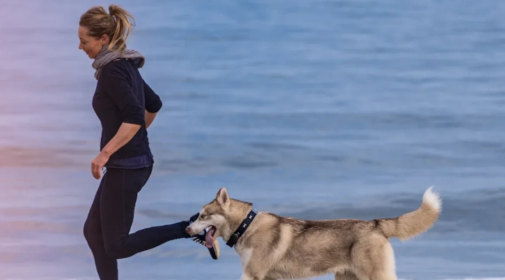 The Ultimate Guide to Choosing a Dog Treadmill