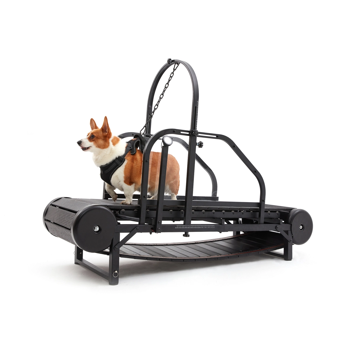 How to Train Your Dog on a Treadmill