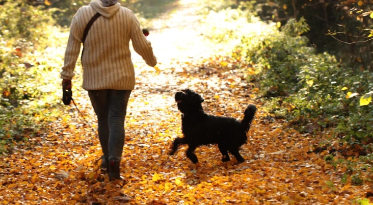 Dog treadmill vs walking your dog