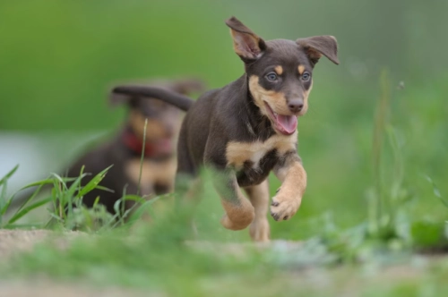 Essential Health Care for Your Australian Kelpie