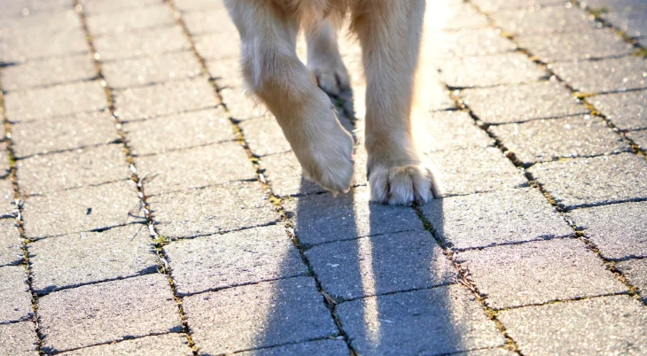 Australian Kelpies Unleashed: Your Guide to Care and Exercise