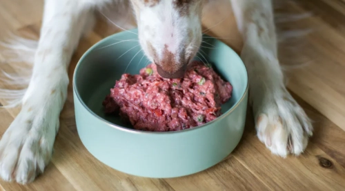 How to Ensure Optimal Health for Your Australian Kelpie