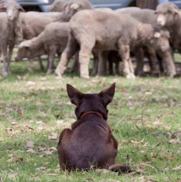 Effective Exercise Techniques for Training Your Kelpie