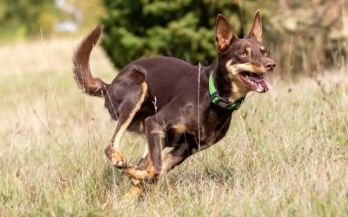 Top Nutrition Tips for a Healthy Kelpie