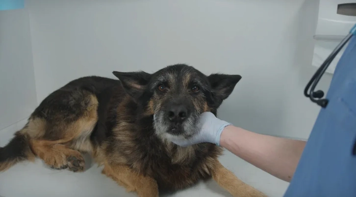 Understanding Common Health Problems in German Shepherds