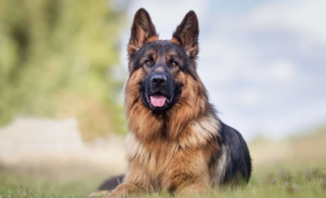 Essential Exercise Tips for Your German Shepherd