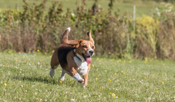 Manual or Motorized Dog Treadmill? Choosing the Right Drive System for Your Dog