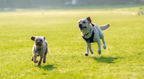 Understanding Dog Treadmill Sizes for Every Breed