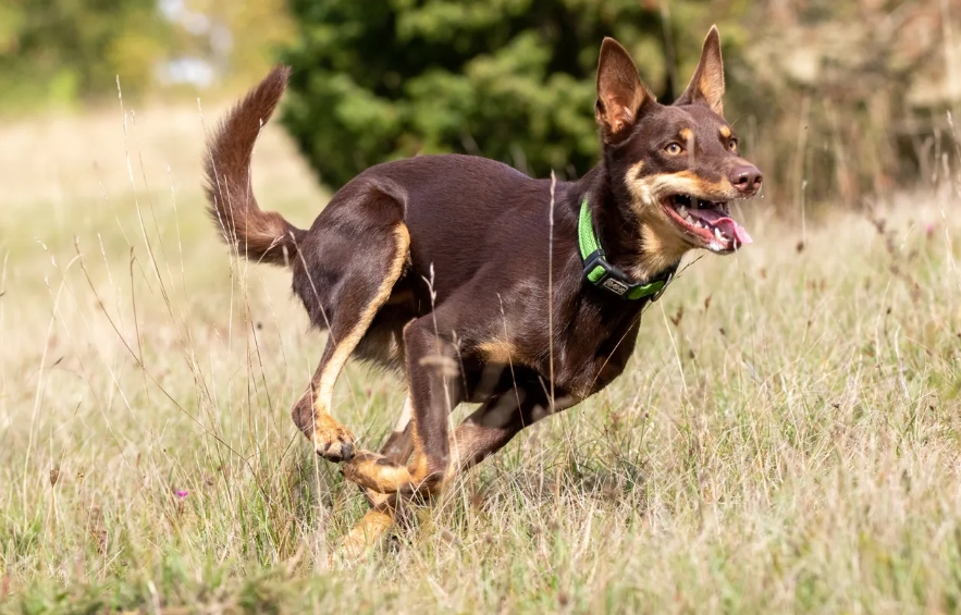 Dog Treadmill Guide: How to Safely and Effectively Exercise Your Dog Indoors