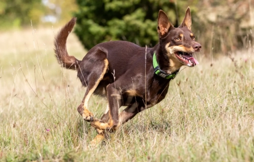 Dog Treadmill Guide: How to Safely and Effectively Exercise Your Dog Indoors