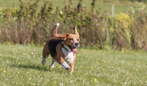 Why Nail Length Matters for Safe Dog Treadmill Training