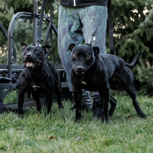 How the Ronzeil Treadmill Builds Your Dog's Muscle Strength