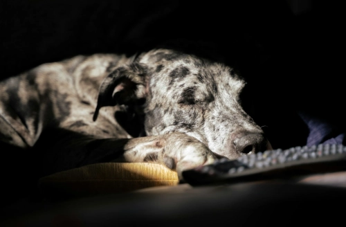 What Is an 8-in-1 Dog Multivitamin? Benefits Explained