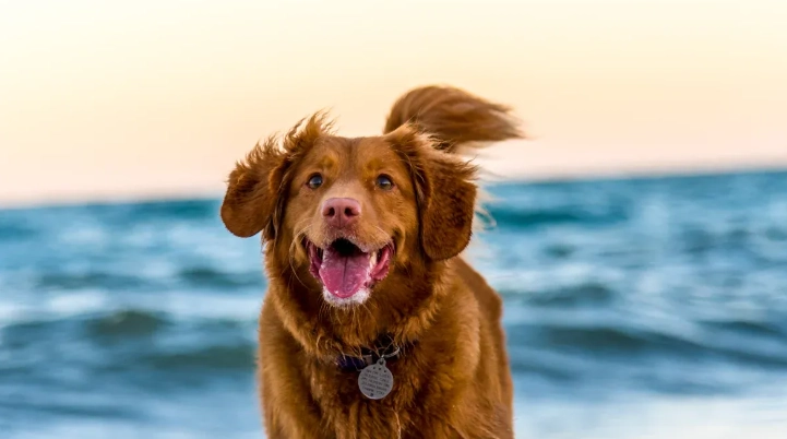 8 Essential Nutrients Every Dog Needs for Optimal Health