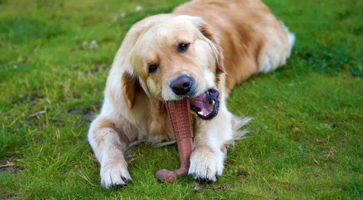 Soft Chews vs Tablets: What Is the Best Vitamin Format for Dogs?