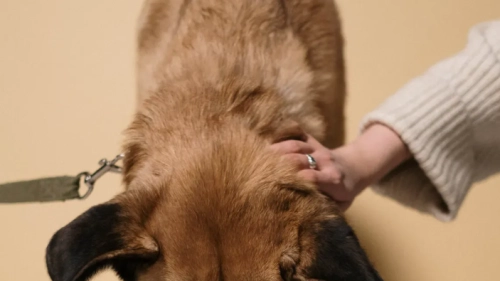 Signs Your Dog May Be Lacking Essential Nutrients