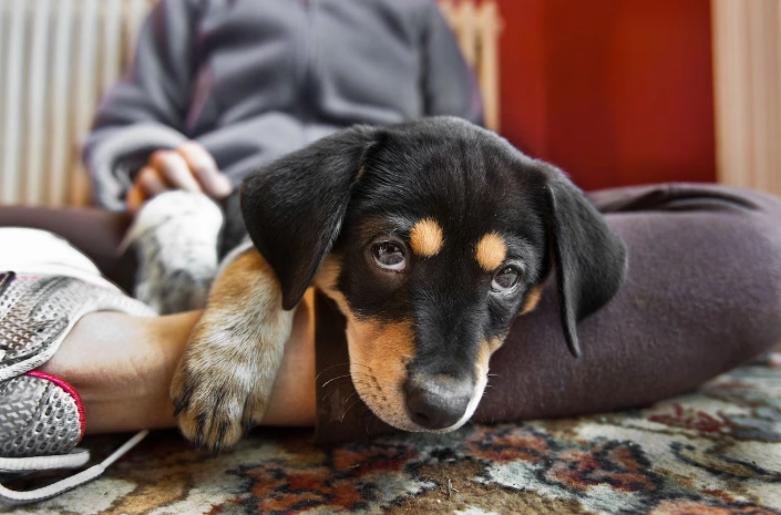 How Multivitamins Support Your Dog’s Immune System