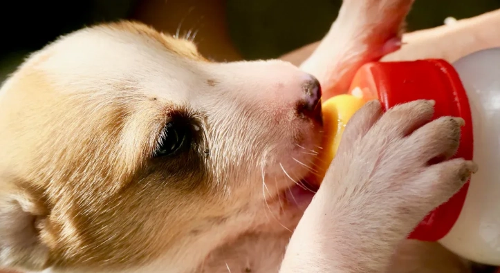 Best Vitamins for Puppies’ Growth and Development