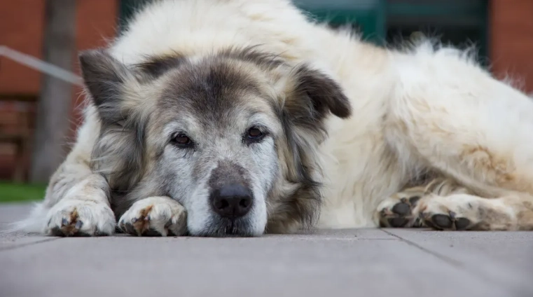 Are Natural Dog Supplements Better Than Synthetic Ones?