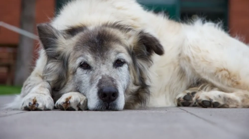 Are Natural Dog Supplements Better Than Synthetic Ones?