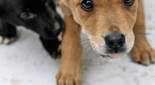 How to Safely Add Vitamins and Supplements to Your Dog’s Diet