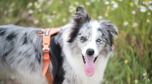 8 Benefits of Giving Your Dog a Daily Multivitamin