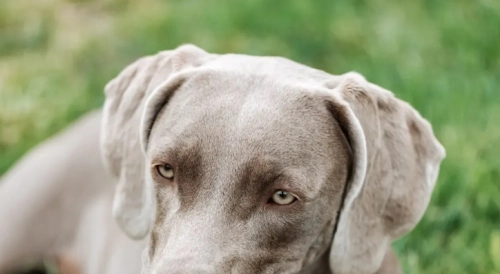 Dog treadmill safety, exercise supplements, and how to boost recovery for Pitbulls, Bullies, and Staffies