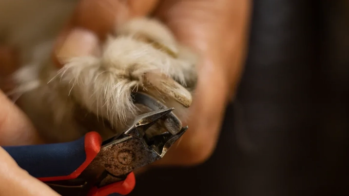 Discover the Unique Benefits of Our Multivitamin Chews